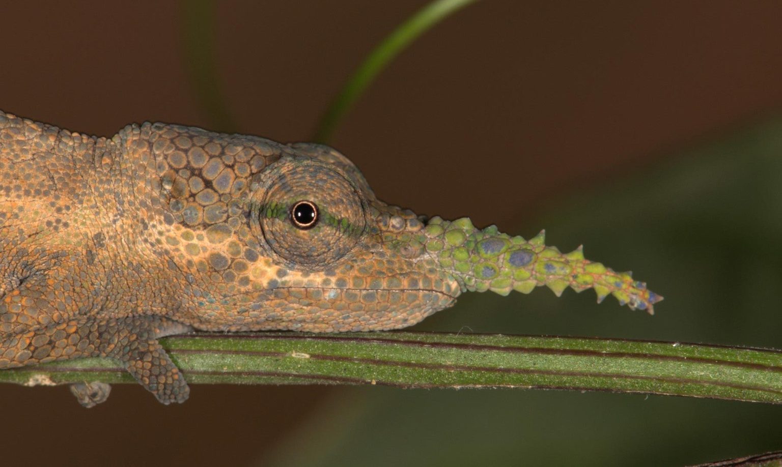 حرباء “بينوكيو” التي خدعت العلماء 150 عاما.. ثم كشفتها الجينات