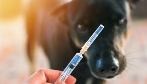 توضيح من الصحة بشأن عدد الجرعات التطعيمية لداء الكلب
