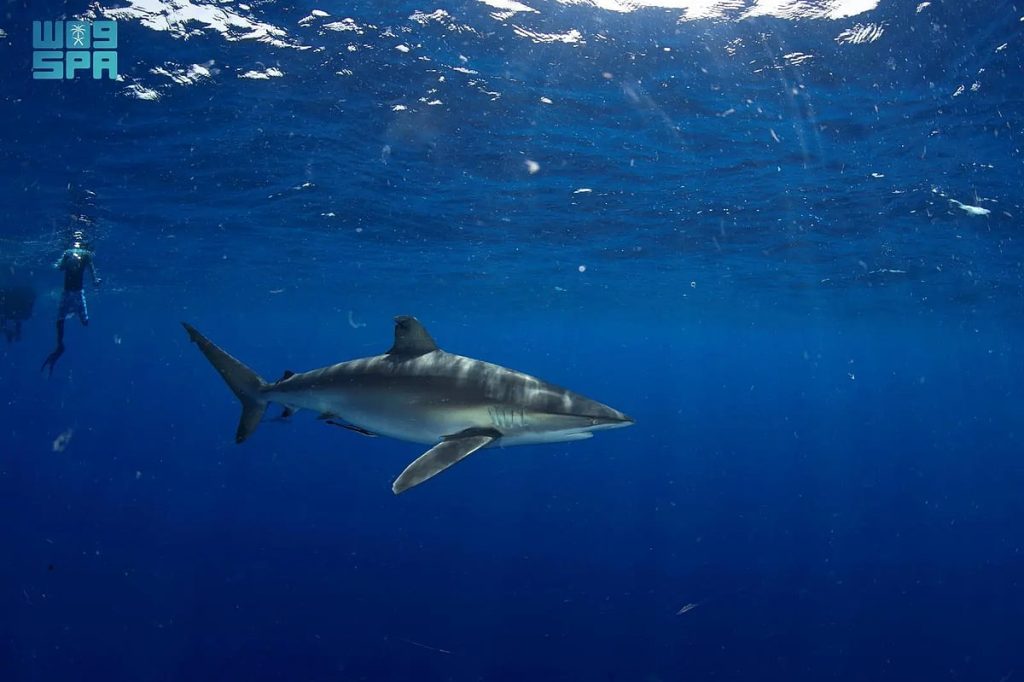 «الحياة الفطرية» يُصدر أول ترخيص لتجربة «الغوص مع أسماك القرش» في محمية رأس حاطبة