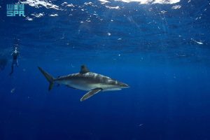 «الحياة الفطرية» يُصدر أول ترخيص لتجربة «الغوص مع أسماك القرش» في محمية رأس حاطبة