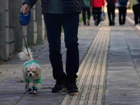 كيف تجعل الكلاب أصحابها أكثر تعاطفا وانفتاحا على الآخرين؟