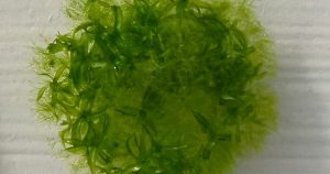 الطحلب الياباني الذي نجا لأكثر من 9 أشهر في الفضاء