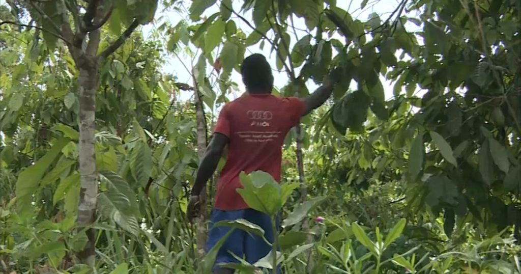 أزمة تسويق الكاكاو تدفع النقابة للضغط على سلطات كوت ديفوار