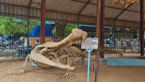 من الديناصورات للتماسيح: حُماة العظام في النيجر يحافظون على أحافيرها القديمة