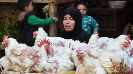 “كيلو الدجاج بجنيه!”.. فيديو يربك المصريين ويشعل المنصات