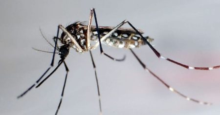 البرازيل توافق على أول لقاح بجرعة واحدة ضد حمى الضنك في العالم