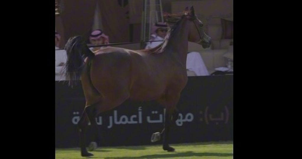 844 جوادًا وتجربة منبهرة.. العماني "التوبي" يشيد بتنظيم عرض الخيل العربي بالرياض