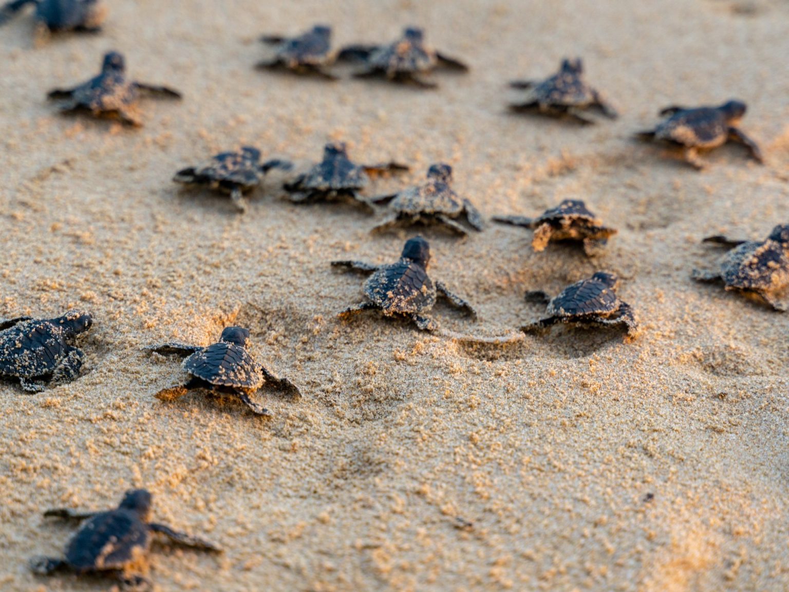عبر حاسة “لا يدركها البشر”.. سلاحف البحر تحدد موقعها في المحيط