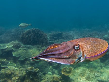 الحبار الفرعوني.. علاج التهابات محتمل من أعماق البحر الأحمر