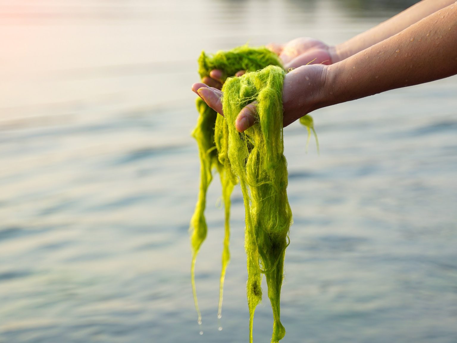 “حرير الماء” في صحراء الجزائر.. سلاح كيميائي مرشح لهزيمة السرطان