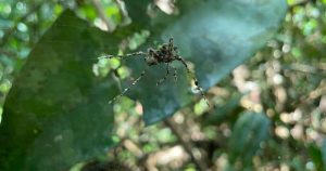 شاهد.. عناكب تصنع “خيال مآتة” لحمايتها من المفترسات