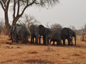 في بوتسوانا.. طريقة جديدة لحل الخلاف بين البشر والفيلة