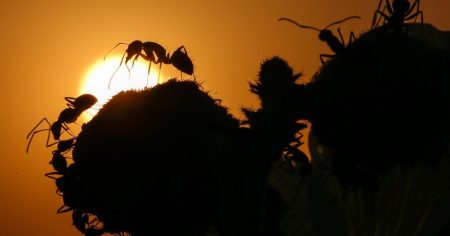 عندما فضّلت النملة العدد على الدرع.. وربحت الرهان