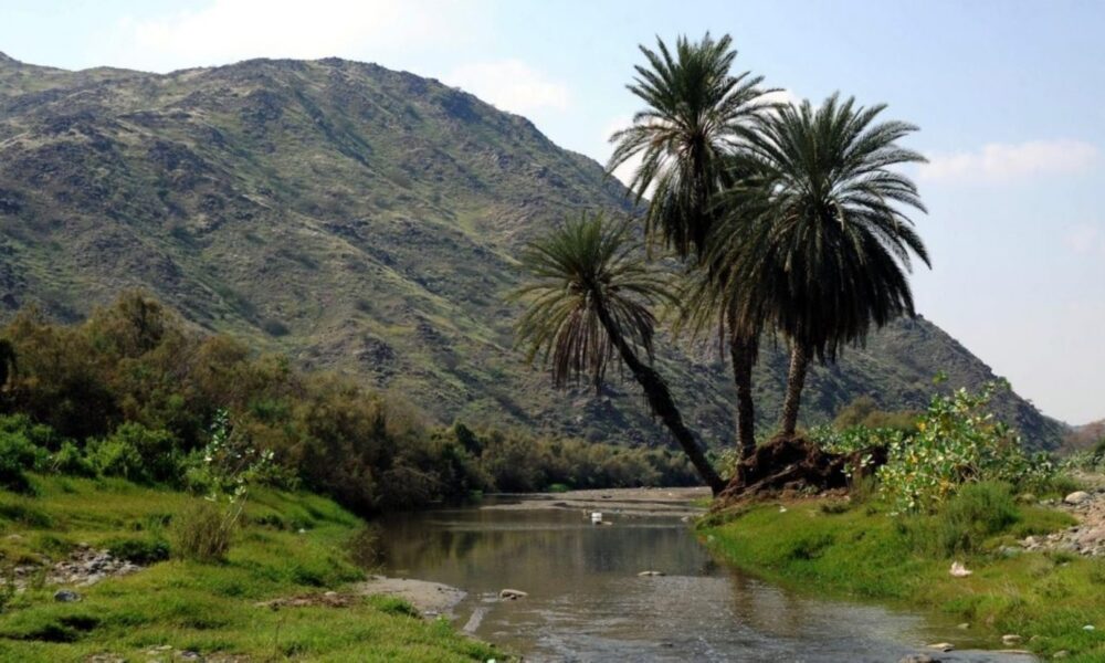 زراعة 55 نباتًا محليًا في القصيم ضمن مبادرة السعودية الخضراء