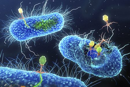 علماء يصنعون فيروسات من الصفر لتعمل “قاتلة مأجورة” ضد البكتيريا
