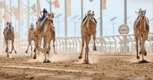 اليوم.. انطلاق منافسات «اللقايا» في مهرجان خادم الحرمين الشريفين للهجن