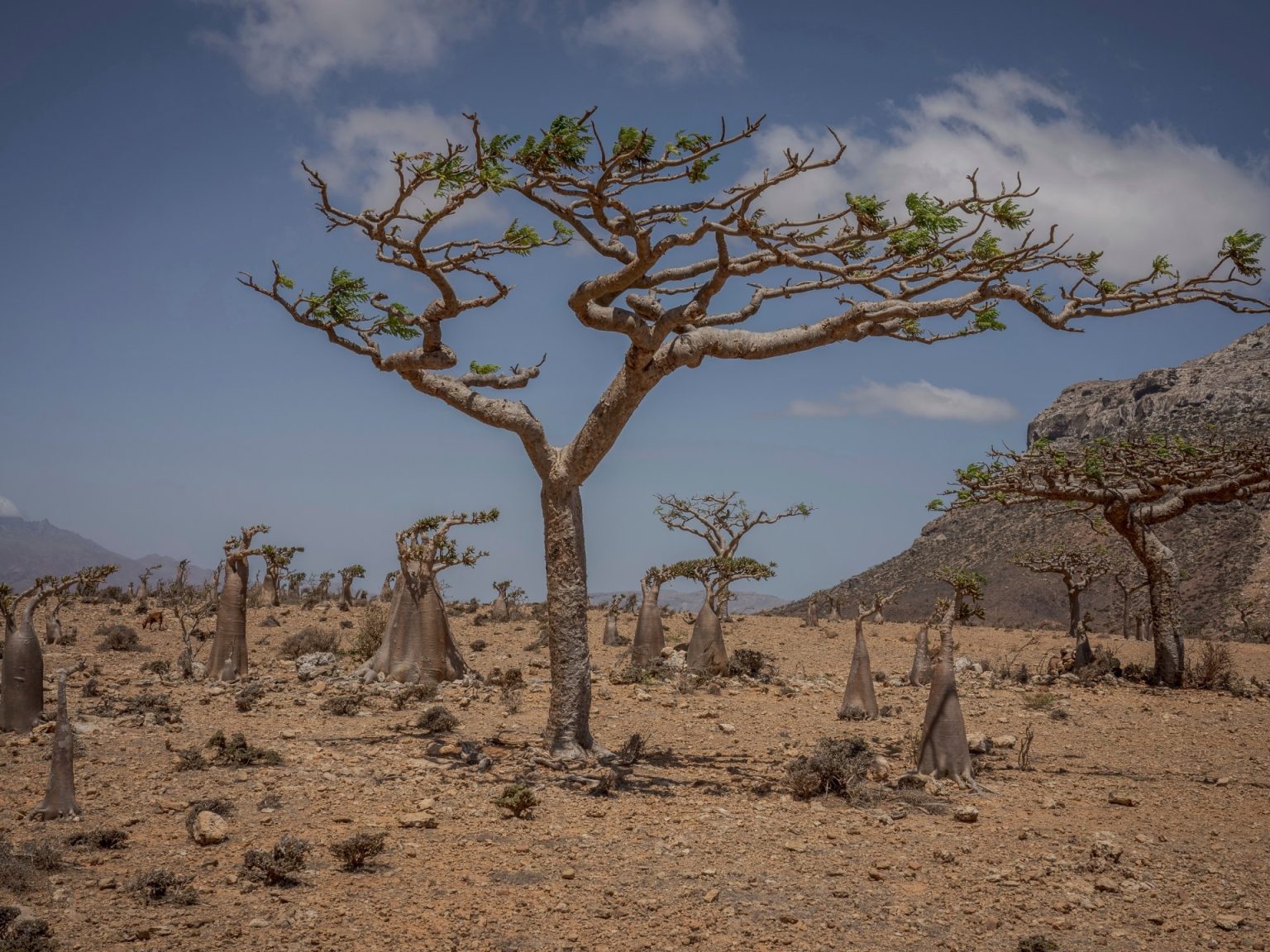 مسؤول يمني: اليونسكو توفد بعثة للتحقيق في الانتهاكات التي تعرضت لها جزيرة سقطرى