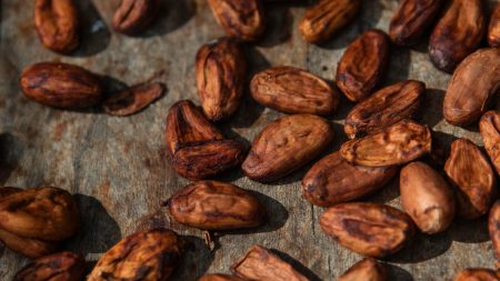 كوت ديفوار تتدخل لإنقاذ الكاكاو وتداعيات مرتقبة على أسعار الشوكولاتة