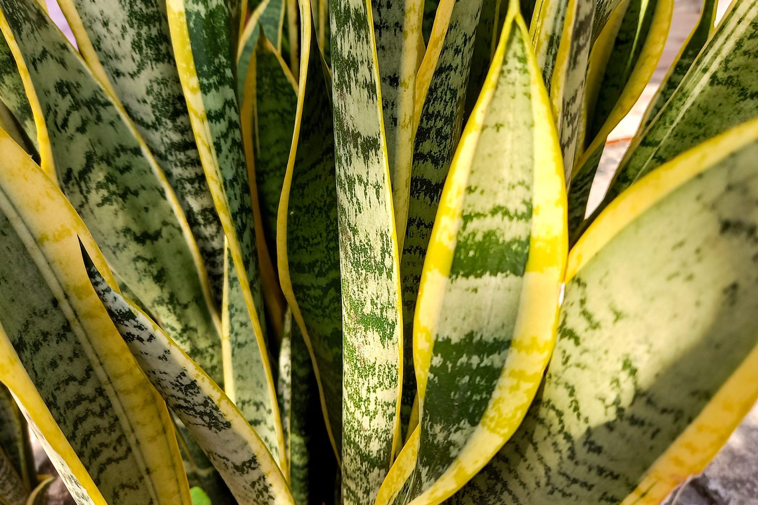 علماء للجزيرة نت: استطعنا مراقبة النباتات بينما تتنفس