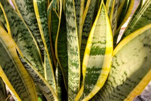 علماء للجزيرة نت: استطعنا مراقبة النباتات بينما تتنفس