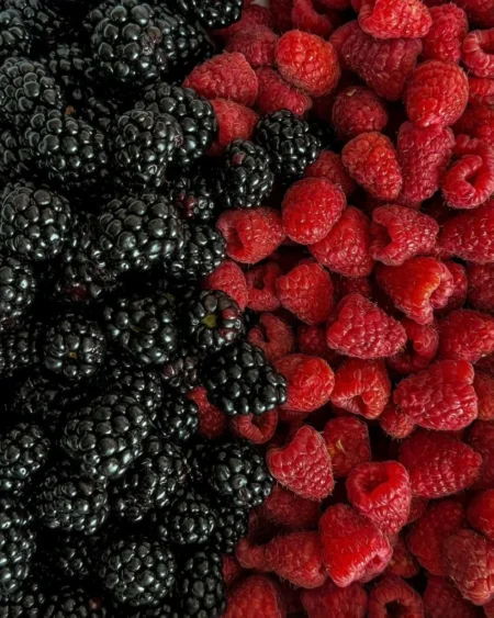 التوت البري.. سرّ الإشراقة الطبيعية ومقاومة الشيخوخة – أخبار السعودية