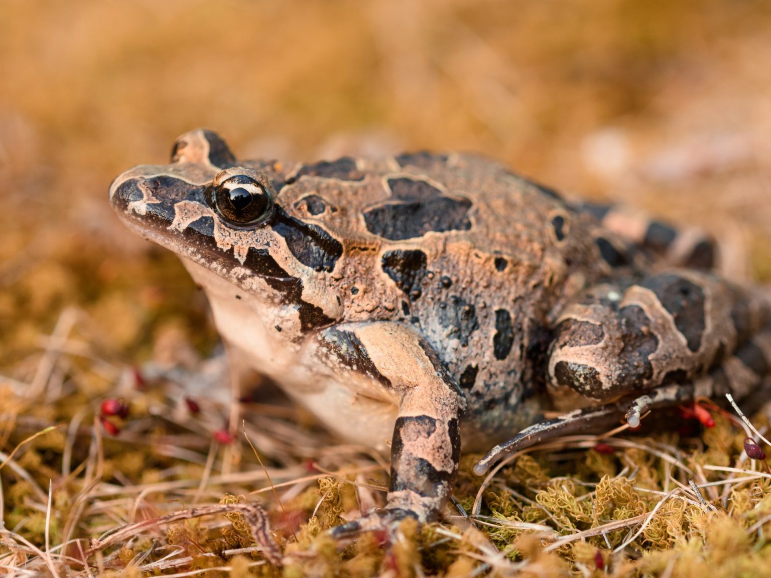 ضفدع تونس الملون.. الفندق الأكثر ازدحاما في الصحراء