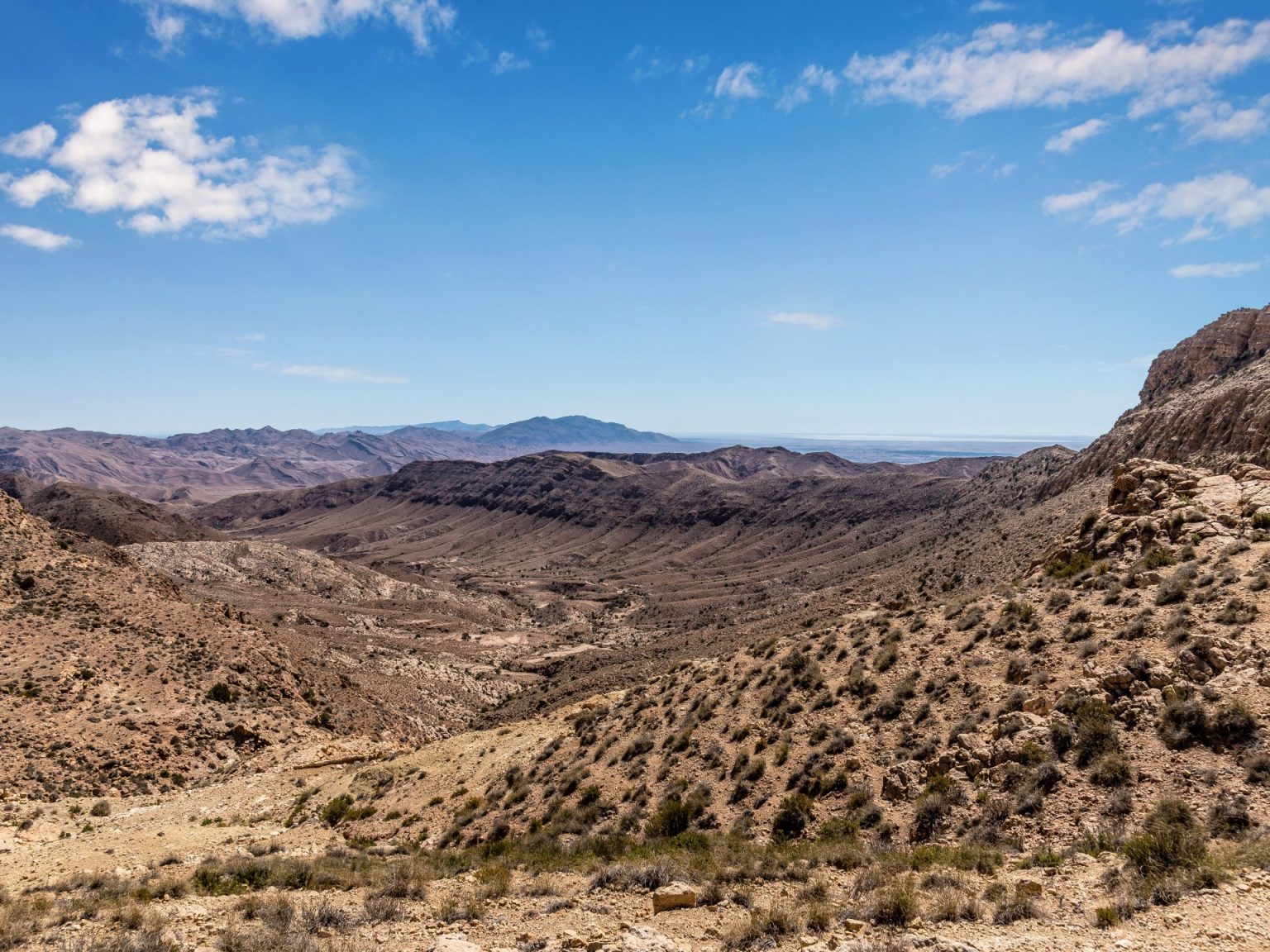 من قلب الصحراء التونسية.. 4 نباتات تدهش العلماء بقدراتها العلاجية