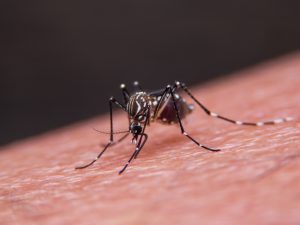 حمى الضنك وكيف ينقل البعوض الفيروس ويهدد حياة الملايين