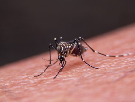 حمى الضنك وكيف ينقل البعوض الفيروس ويهدد حياة الملايين