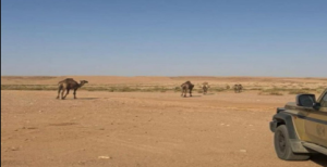 الأمن البيئي يضبط مواطناً مخالفاً لرعيه ستة إبل داخل محمية