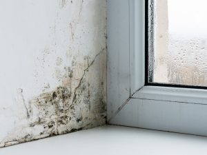 تغير المناخ يفاقم العفن القاتل ويزيد خطر العدوى الفطرية