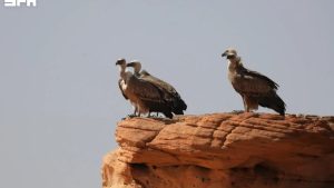 نجاح محمية الملك سلمان في تكاثر النسر الأسمر